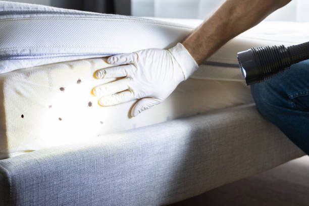 Trusted Cottage Grove, MN Pest Control Experts